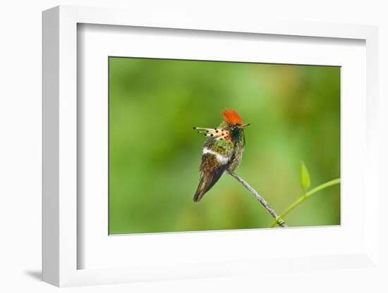 Tufted Coquette Hummingbird (Lophornis Ornatus) Hummingbird Adult Male Perched-Melvin Grey-Framed Photographic Print