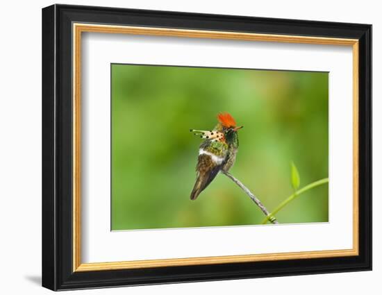 Tufted Coquette Hummingbird (Lophornis Ornatus) Hummingbird Adult Male Perched-Melvin Grey-Framed Photographic Print