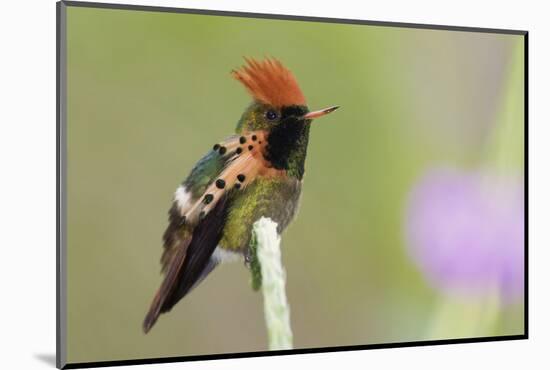 Tufted Coquette Hummingbird-Ken Archer-Mounted Photographic Print