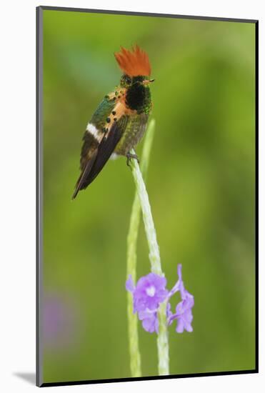 Tufted Crockette Male-Ken Archer-Mounted Photographic Print