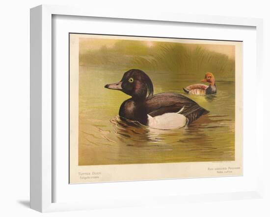 Tufted Duck (Fuligata cristata), Red-Crested Pochard (Netta rufina), 1900, (1900)-Charles Whymper-Framed Giclee Print