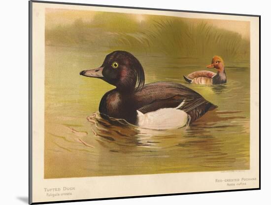 Tufted Duck (Fuligata cristata), Red-Crested Pochard (Netta rufina), 1900, (1900)-Charles Whymper-Mounted Giclee Print