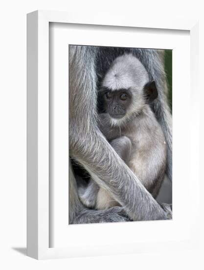 Tufted grey langur baby, Sri Lanka-Robin Chittenden-Framed Photographic Print