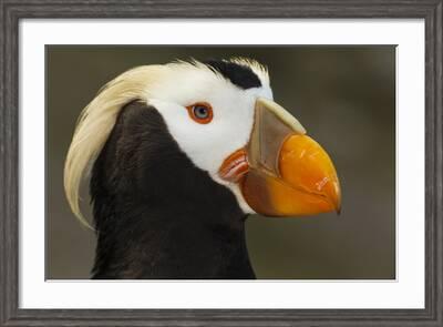 Tufted Puffin - Georgia Aquarium