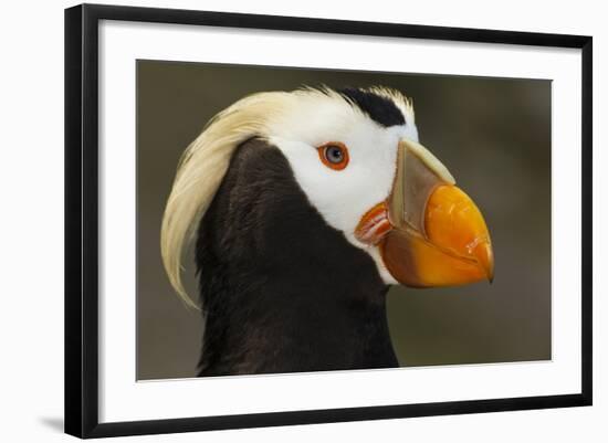 Tufted Puffin Bird, Oregon Coast Aquarium, Newport, Oregon, USA-Rick A. Brown-Framed Photographic Print