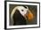 Tufted Puffin Bird, Oregon Coast Aquarium, Newport, Oregon, USA-Rick A. Brown-Framed Photographic Print