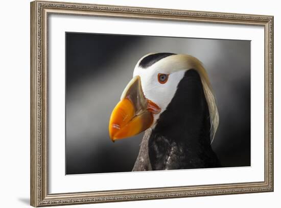 Tufted Puffin Bird, Oregon Coast Aquarium, Newport, Oregon, USA-Rick A. Brown-Framed Photographic Print