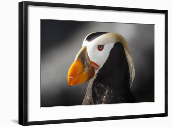 Tufted Puffin Bird, Oregon Coast Aquarium, Newport, Oregon, USA-Rick A. Brown-Framed Photographic Print