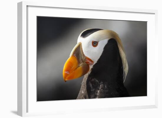 Tufted Puffin Bird, Oregon Coast Aquarium, Newport, Oregon, USA-Rick A. Brown-Framed Photographic Print