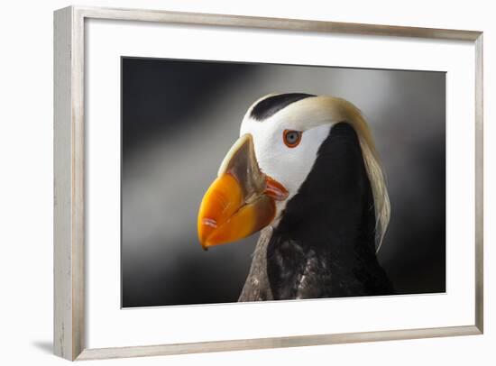 Tufted Puffin Bird, Oregon Coast Aquarium, Newport, Oregon, USA-Rick A. Brown-Framed Photographic Print