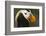 Tufted Puffin Bird, Oregon Coast Aquarium, Newport, Oregon, USA-Rick A. Brown-Framed Photographic Print