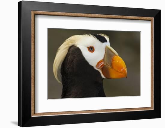 Tufted Puffin Bird, Oregon Coast Aquarium, Newport, Oregon, USA-Rick A. Brown-Framed Photographic Print