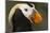 Tufted Puffin Bird, Oregon Coast Aquarium, Newport, Oregon, USA-Rick A. Brown-Mounted Photographic Print