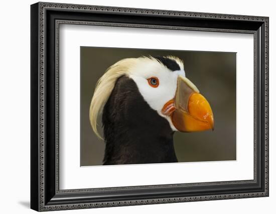 Tufted Puffin Bird, Oregon Coast Aquarium, Newport, Oregon, USA-Rick A. Brown-Framed Photographic Print