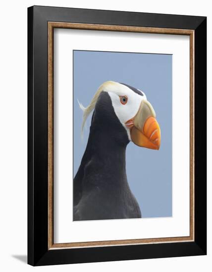 Tufted Puffin (Fratercula Cirrhata) in Breeding Plumage. St. Paul Island, Alaska. July-Gerrit Vyn-Framed Photographic Print