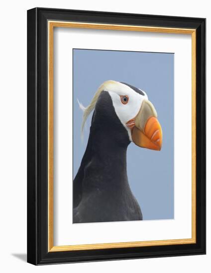 Tufted Puffin (Fratercula Cirrhata) in Breeding Plumage. St. Paul Island, Alaska. July-Gerrit Vyn-Framed Photographic Print