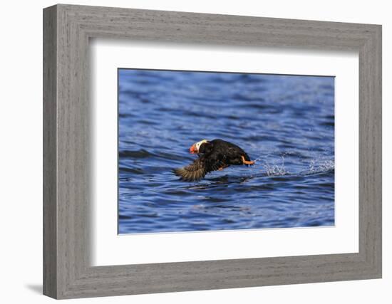 Tufted puffin (Fratercula cirrhata) in flight over the sea, with catch, Sitka Sound, Sitka, Southea-Eleanor Scriven-Framed Photographic Print