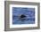 Tufted puffin (Fratercula cirrhata) in flight over the sea, with catch, Sitka Sound, Sitka, Southea-Eleanor Scriven-Framed Photographic Print