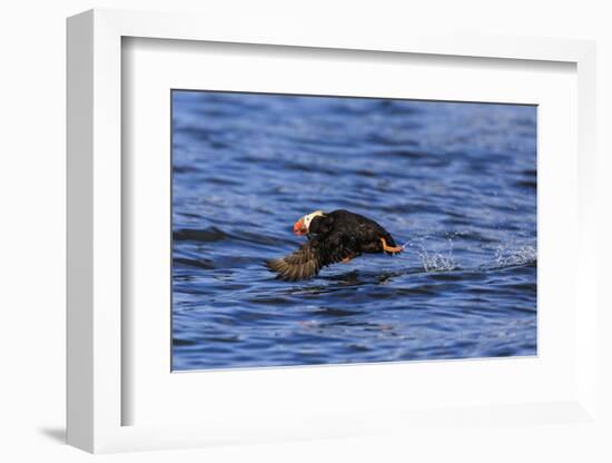 Tufted puffin (Fratercula cirrhata) in flight over the sea, with catch, Sitka Sound, Sitka, Southea-Eleanor Scriven-Framed Photographic Print