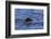 Tufted puffin (Fratercula cirrhata) in flight over the sea, with catch, Sitka Sound, Sitka, Southea-Eleanor Scriven-Framed Photographic Print