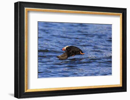 Tufted puffin (Fratercula cirrhata) in flight over the sea, with catch, Sitka Sound, Sitka, Southea-Eleanor Scriven-Framed Photographic Print