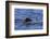 Tufted puffin (Fratercula cirrhata) in flight over the sea, with catch, Sitka Sound, Sitka, Southea-Eleanor Scriven-Framed Photographic Print