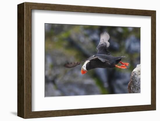 Tufted Puffin on Kolyuchin Island, once an important Russian Polar Research Station, Bering Sea-Keren Su-Framed Photographic Print