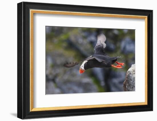 Tufted Puffin on Kolyuchin Island, once an important Russian Polar Research Station, Bering Sea-Keren Su-Framed Photographic Print