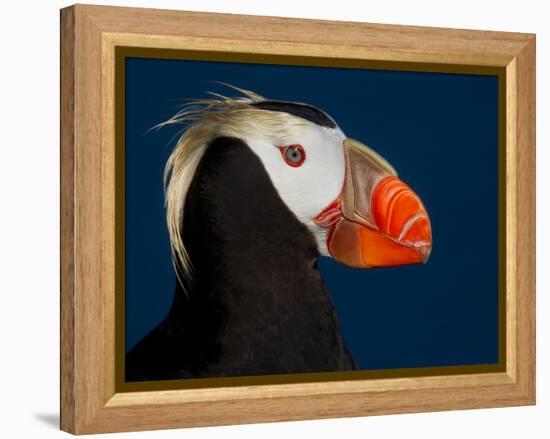 Tufted Puffin-Alfred Forns-Framed Premier Image Canvas