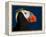 Tufted Puffin-Alfred Forns-Framed Premier Image Canvas