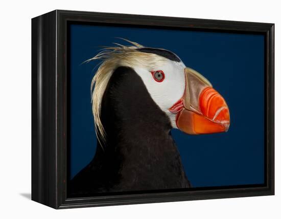 Tufted Puffin-Alfred Forns-Framed Premier Image Canvas