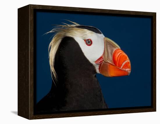 Tufted Puffin-Alfred Forns-Framed Premier Image Canvas