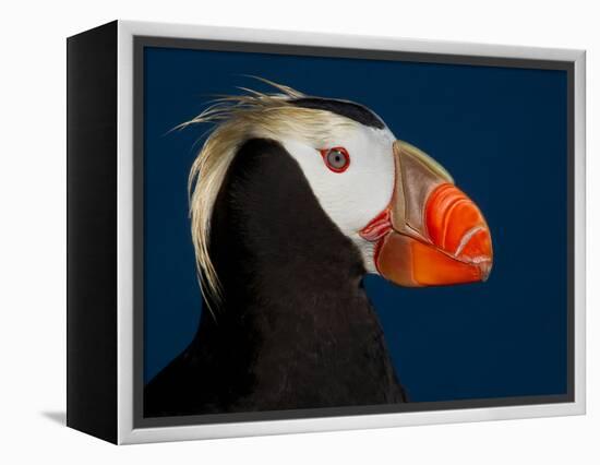 Tufted Puffin-Alfred Forns-Framed Premier Image Canvas