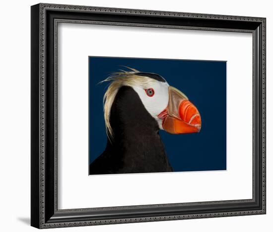 Tufted Puffin-Alfred Forns-Framed Photographic Print