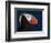 Tufted Puffin-Alfred Forns-Framed Photographic Print