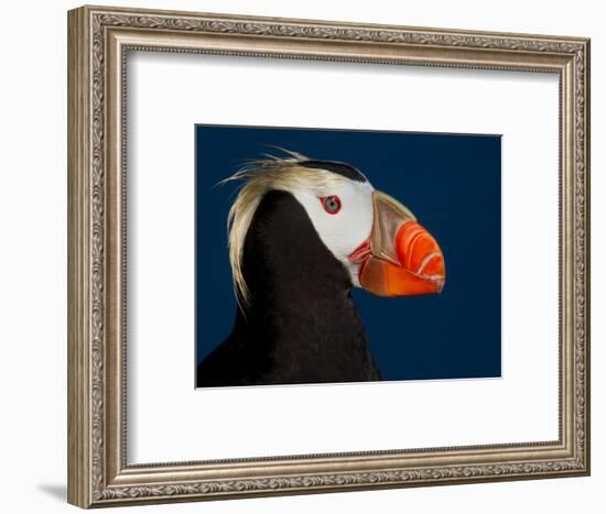 Tufted Puffin-Alfred Forns-Framed Photographic Print