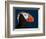 Tufted Puffin-Alfred Forns-Framed Photographic Print