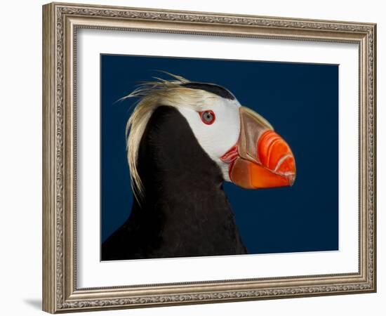 Tufted Puffin-Alfred Forns-Framed Photographic Print