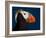 Tufted Puffin-Alfred Forns-Framed Photographic Print