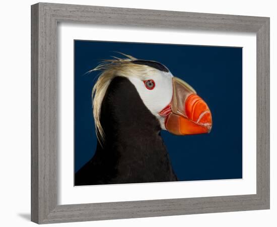 Tufted Puffin-Alfred Forns-Framed Photographic Print