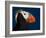 Tufted Puffin-Alfred Forns-Framed Photographic Print