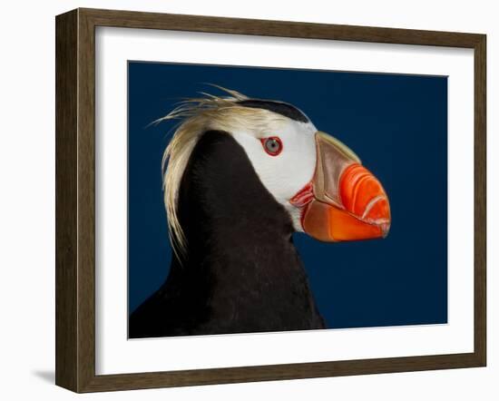 Tufted Puffin-Alfred Forns-Framed Photographic Print