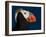 Tufted Puffin-Alfred Forns-Framed Photographic Print