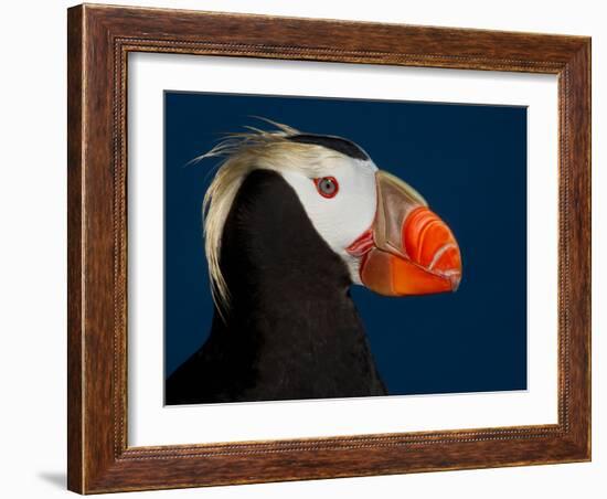 Tufted Puffin-Alfred Forns-Framed Photographic Print