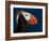 Tufted Puffin-Alfred Forns-Framed Photographic Print