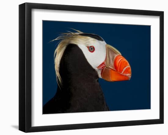 Tufted Puffin-Alfred Forns-Framed Photographic Print