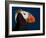 Tufted Puffin-Alfred Forns-Framed Photographic Print