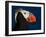 Tufted Puffin-Alfred Forns-Framed Photographic Print