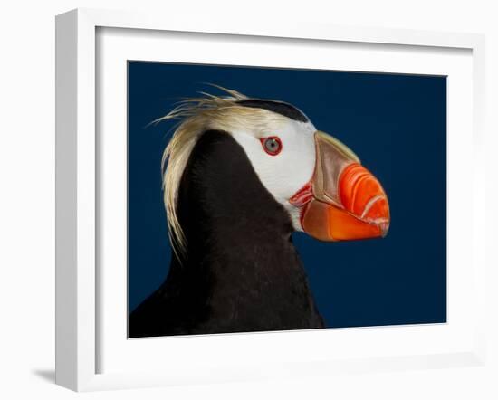 Tufted Puffin-Alfred Forns-Framed Photographic Print