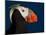 Tufted Puffin-Alfred Forns-Mounted Photographic Print